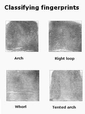 Fingerprints - Random or Influenced by Genetics?