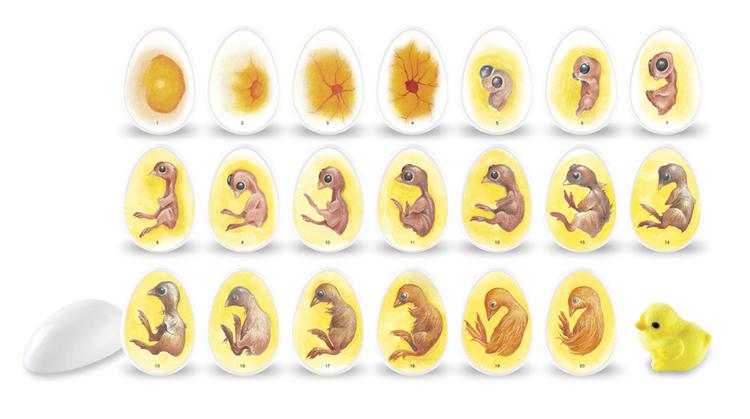 Chick Life Cycle Exploration Set