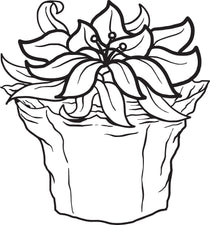 FREE Printable Poinsettia Coloring Page for Kids