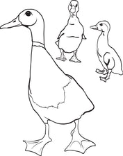 Mother Duck With Little Ducklings Coloring Page