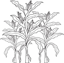 FREE Printable Corn Stalks Fall Coloring Page for Kids