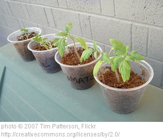 fast growing indoor plants for science project Recycled Water