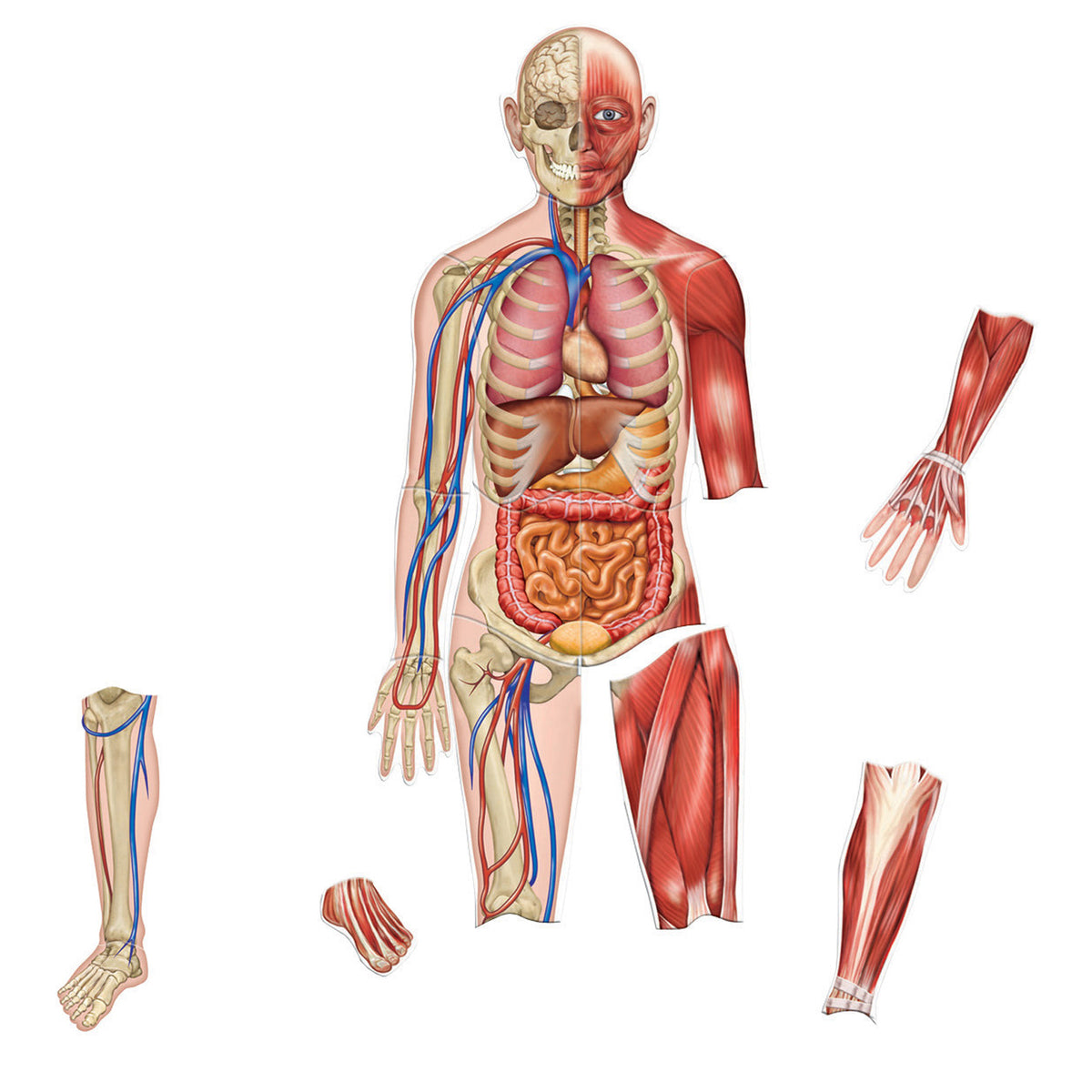 Learning Resources Double-Sided Magnetic Human Body
