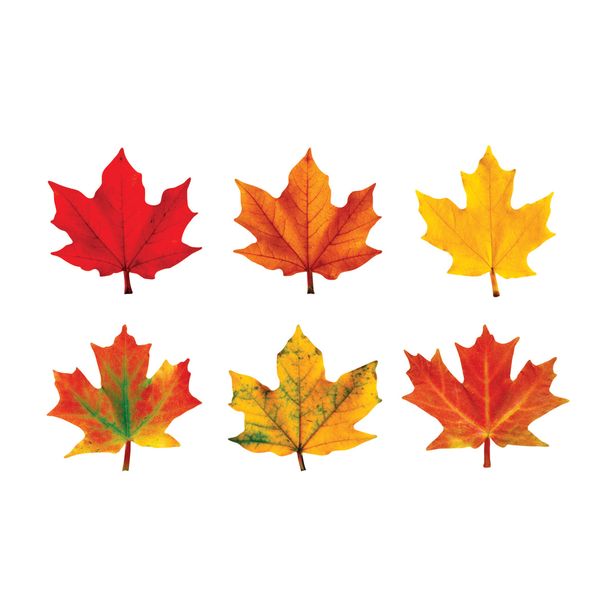 Trend Enterprises Maple Leaves Classic Accents® Variety Pack