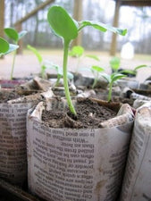 Recycling & Planting Earth Day Project