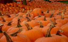 Fall Literacy Center - Pumpkin Patch Letter Match