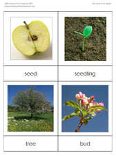 The Life Cycle of an Apple - Spring Botany Unit