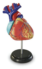 Heart Anatomy Model