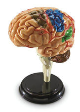 Brain Anatomy Model