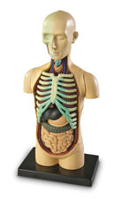 Human Body Anatomy Model