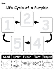 3 "Life Cycle of a Pumpkin" Printable Worksheets!