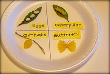 Butterfly Life Cycle...In Noodles!
