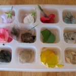 Learning About Plants in Preschool