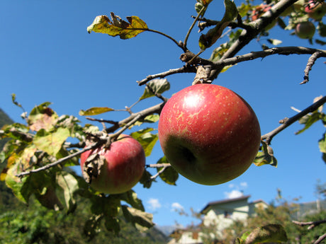 Apple Themed Fine Motor Activity