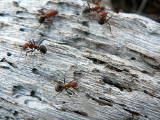 Summer Science - What Attracts Ants?