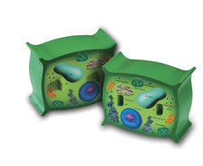 Cross-Section Plant Cell Model