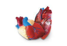 Cross-Section Human Heart Model