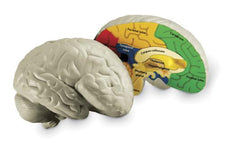 Cross-Section Human Brain Model