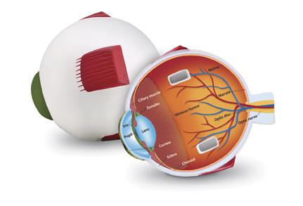 Cross-Section Eye Model