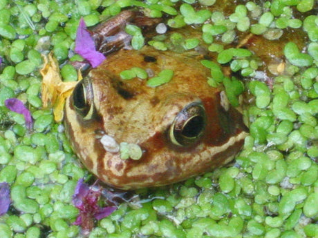 Froggie Printables from Home Education Resources