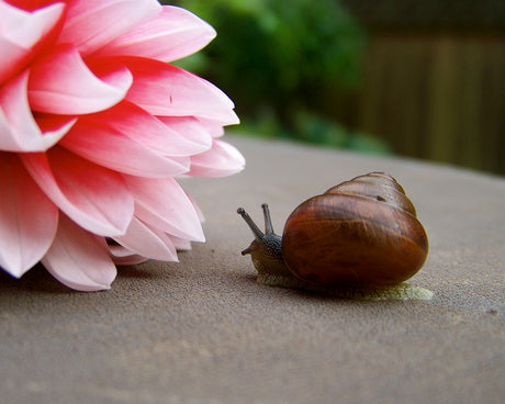 Do Snails Have Color Vision?