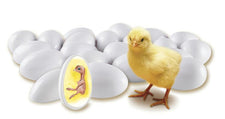 Chick Life Cycle Exploration Set