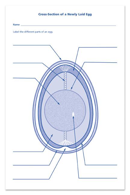 Chick Life Cycle Exploration Set