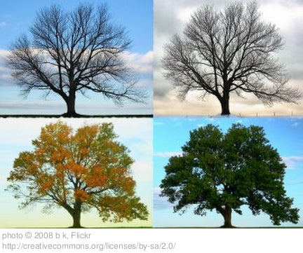 Science Journal: Four Seasons Tree Project