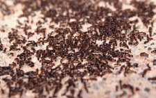 Artificial Sweeteners Versus Cane Sugar - Which Do Ants Prefer?