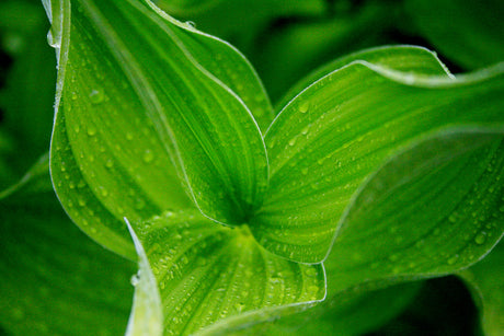 Photosynthesis &amp; Light Color