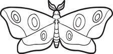 Moth Coloring Page