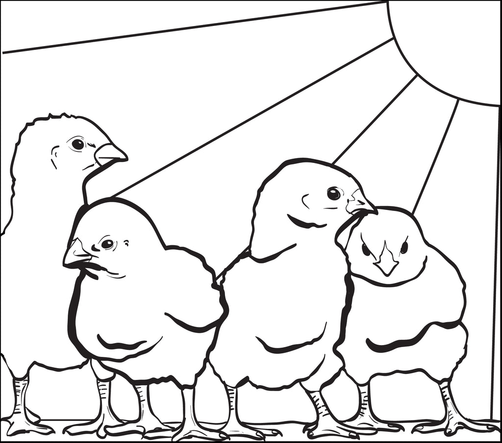 Baby Chicks Coloring Page