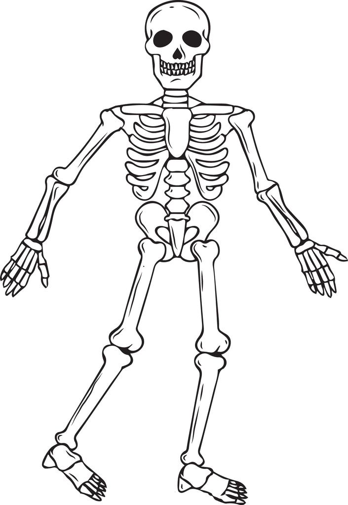 Human Skeleton Front And Back View Vintage Illustration Stock Illustration  - Download Image Now - iStock