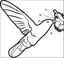 Hummingbird Coloring Page