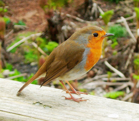 Spring Unit - Fun with Birds!