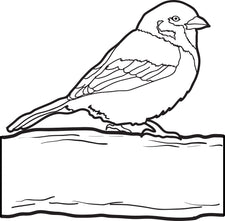 Sparrow Coloring Page