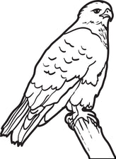 Hawk Coloring Page