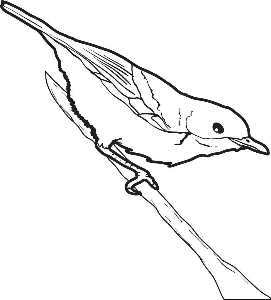 Robin Coloring Page