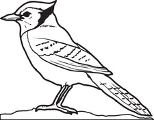Blue Jay Coloring Page
