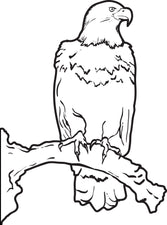 Bald Eagle Coloring Page