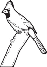 Cardinal Coloring Page