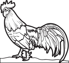 Realistic Chicken Coloring Page