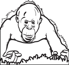 Orangutan Coloring Page