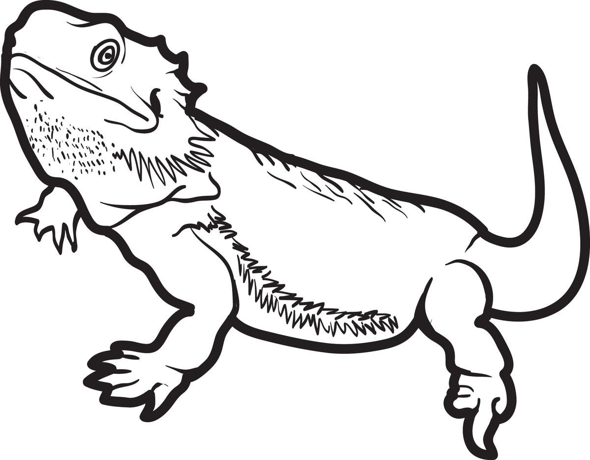 Printable Lizard Coloring Page For Kids 5 Supplyme