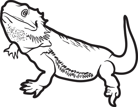 Lizard Coloring Page #5