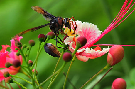 Nocturnal Insects in Your Area