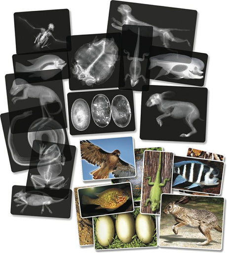 Animal X-Rays