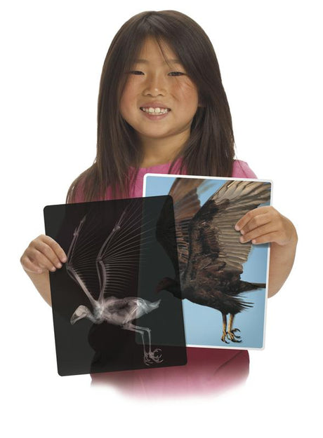 Animal X-Rays