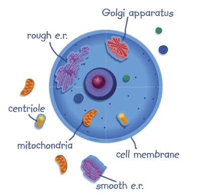 Giant Magnetic Animal Cell