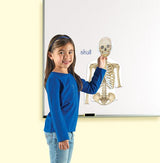 Double-Sided Magnetic Human Body